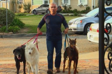 Cesar 911