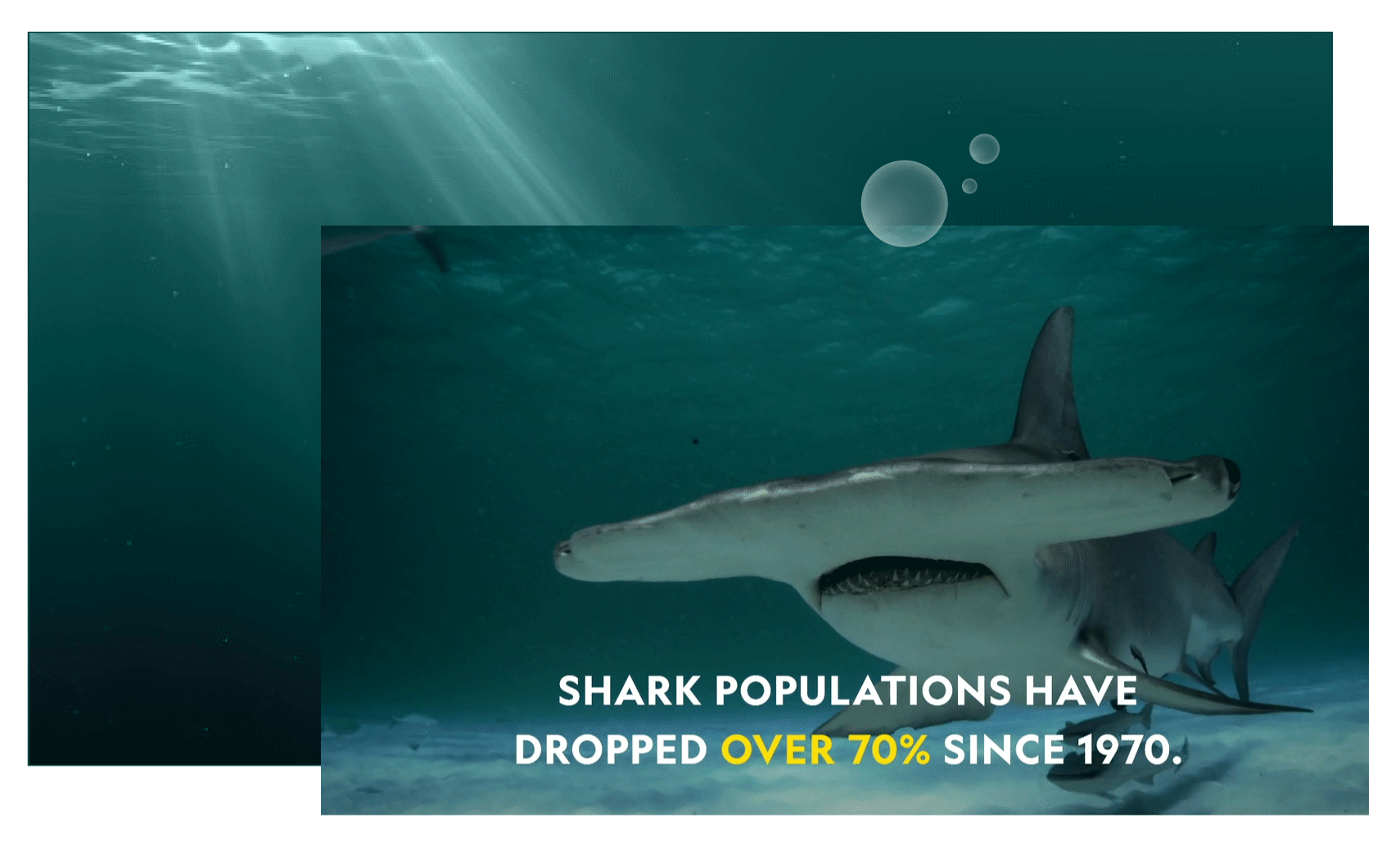 picture from social campaign for sharkfest 2021